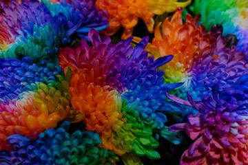 Fototapeta premium A lot of colored chrysanthemum buds, all the colors of the rainbow, texture