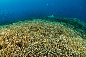 Fototapeta na wymiar huge field of staghorn coral