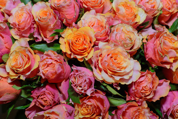 A lot of orange and pink rosebuds with leaves, texture