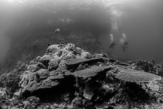 three divers over a coral reef close to the surface in back and white