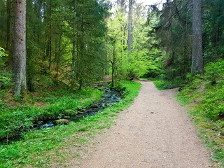 path in the woods Teutoburger Wald