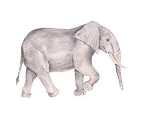 Fototapeta premium Watercolor painting of a adult african elephant