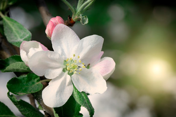 Obraz premium White cherry, cherry or pear flowers on sky background.