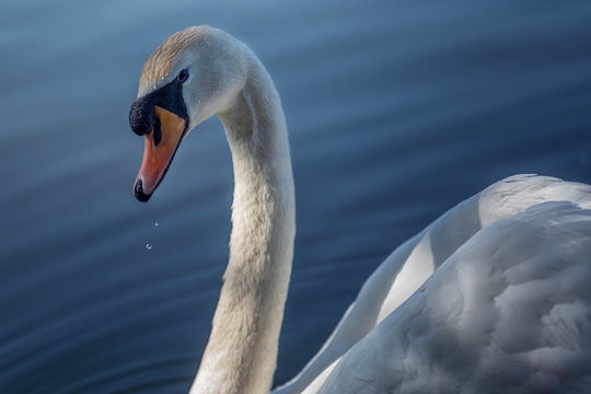 Swan Eyes Bird Nature Lake 