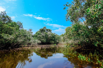 Fototapeta na wymiar Beautiful tropical cajuput forest of Tra Su, the forest with cajuput trees, flooded plants, water, blue sky. Tra Su is a popular tourist destination in An Giang, Mekong delta. Landscape photography.