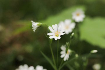 white daisy flower