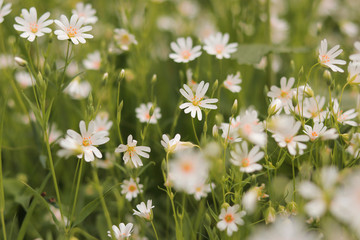 field of daisies