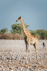 Giraffe, Giraffa camelopardalis, Etosha National Park, Namibia, Africa