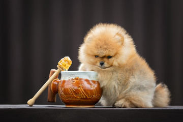 adorable pomeranian spitz puppy posing with a honey pot
