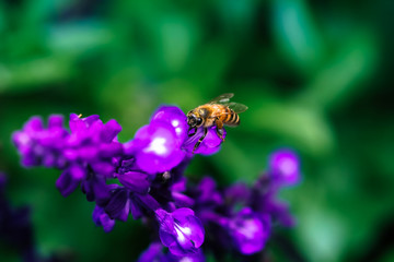 Bee or honeybee on lavender flower. Honeybee collecting nectar from flower garden in Da Lat. Da Lat city is a popular tourist destination. Royalty high-quality stock image of bee, flower.