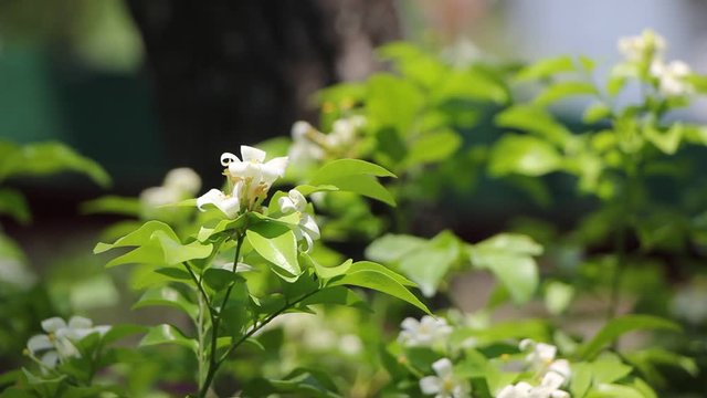 Orange Jessamine flowers and green leaf