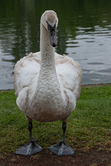 swan bird white young nature 