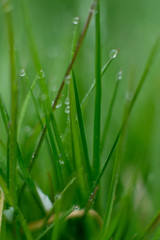 grass macro plant green nature 