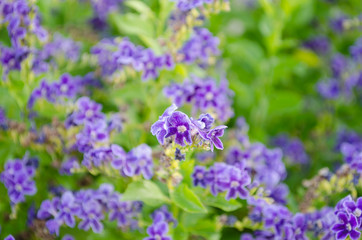 Fototapeta premium Small beautiful delicate inflorescences of purple and lilac flowers on background of green leaves. Summer flower backdrop. Springtime blooming concept. Selective focus. Copy space. 