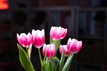 hypnotizing scenic pink tulips