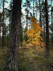 Tree with bright orange leaves during a dull autumn day at dark natural forest, framed by tree trunks