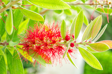 Bright beautiful red tropical exotic flower on a background of green leaves. Close-up. Summer flower backdrop. Springtime blooming concept. Selective focus. Copy space.

