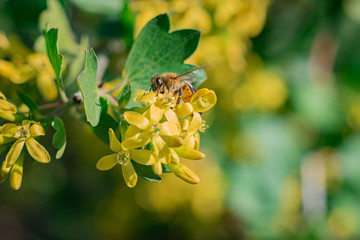 bee on a yellow flower