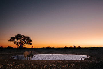 A lone elephant drinks at Okaukuejo water hole at sunset, Okaukuejo Rest Camp, Etosha National Park, Namibia, Africa