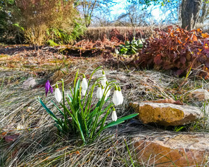 Vintage view of snowdrops in rural countryside home during sunny spring day with sharp stone rocks next to flowers