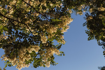 Acacia. Tree on a blue background.  Tree against the sky. White blooming acacias tree on a sunny day during the spring season against a blue sky