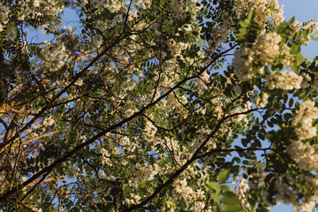 Acacia. Tree on a blue background.  Tree against the sky. White blooming acacias tree on a sunny day during the spring season against a blue sky