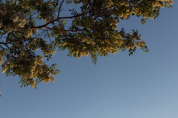 Acacia. Tree on a blue background.  Tree against the sky. White blooming acacias tree on a sunny day during the spring season against a blue sky