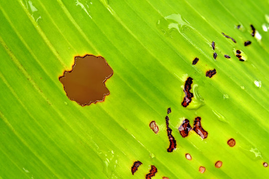 Fresh green leaves with wound holes