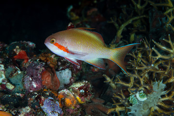 Obraz na płótnie Canvas threadfin anthias fish on coral