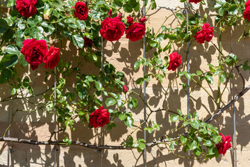 old vintage collage wall background with climbing roses 