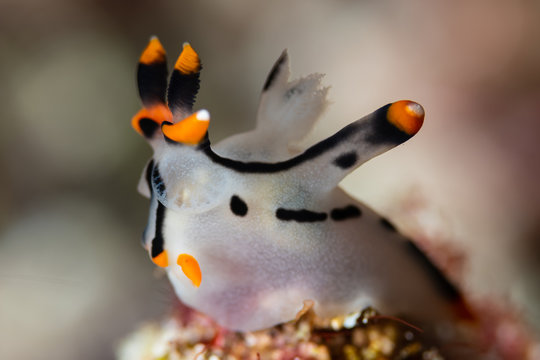 sea slug nudibranch painted thecacera