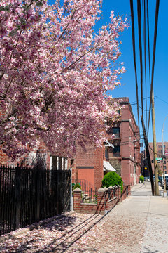 Beautiful Pink Flowering Magnolia Tree along a Sidewalk during Spring in Astoria Queens New York