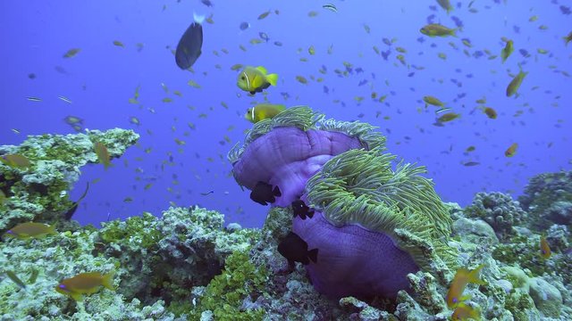 Sea anemone with clownfish
