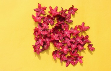 Stack of Harlequin Glory Bower Flowers or Clerodendrum Trichotomum Flowers Isolated on Yellow Background
