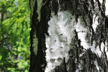 Beautiful birch trees with white birch bark in birch grove with green birch leaves in summer