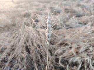 grass in the snow