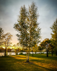 Dramatic high contrast vintage sunset ray of light illuminating twin birch tree with leaves in urban park next to river