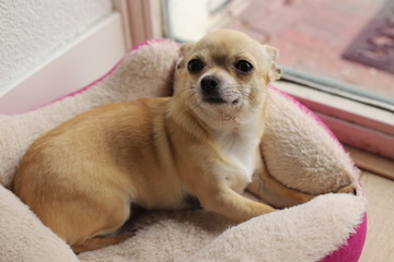 Closeup portrait of small funny beige mini chihuahua dog, puppy