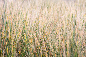 Grass blowing in the wind
