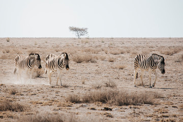 Fototapeta na wymiar Many individual Burchell's zebra (Equus quagga burchellii), grazing on stony ground, Etosha National Park, Namibia, Africa
