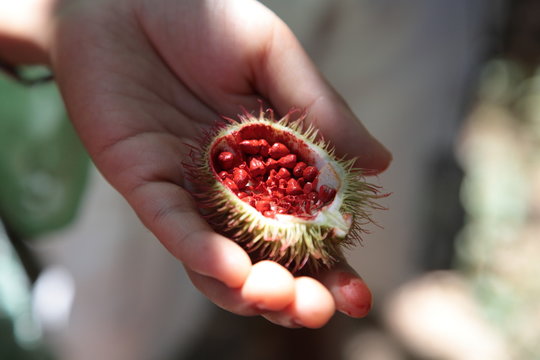 Achiote (Bixa orellana) fruit with seeds on hand in Amazon Tropical Rainforest, Brazil 