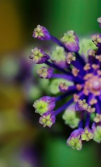detail of stamens of purple tassel hyacinth flower
