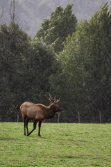Roosevelt elk - Cervus canadensis roosevelti