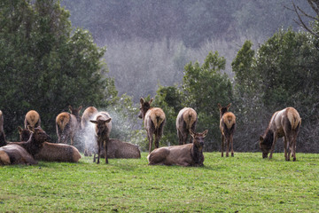 Roosevelt elk - Cervus canadensis roosevelti