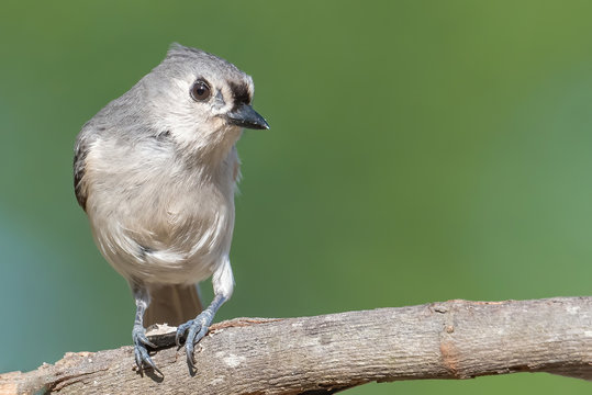 Tufted Titmouse Perched Eating A Sunflower Seed Between Its Feet