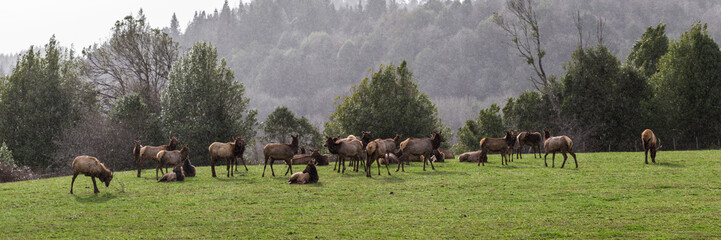 Naklejka na ściany i meble Roosevelt elk - Cervus canadensis roosevelti