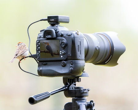 Sparrow behind camera taking photo of a woodpecker