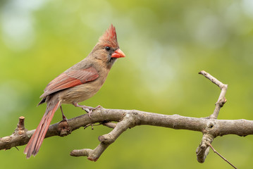 Cardinal female perched