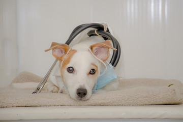 portrait of a white dog in a white robe and panendoscope