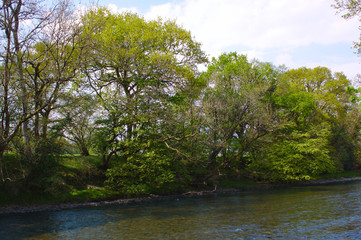river bank with trees